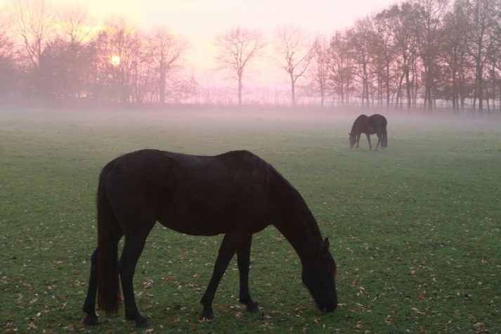 Brinkhotel Zuidlaren