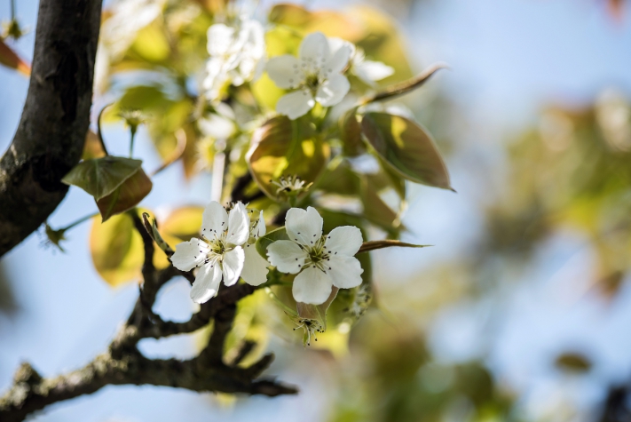 Fruitpark Hotel & Spa