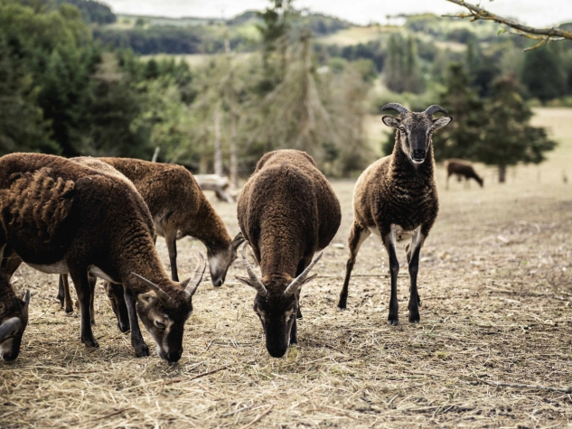 Mercure Han Sur Lesse